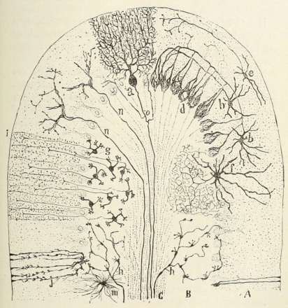 Cajal's 1894 semi-schematic cross-section of a mammalian cerebellar convolution, drawn in ink.